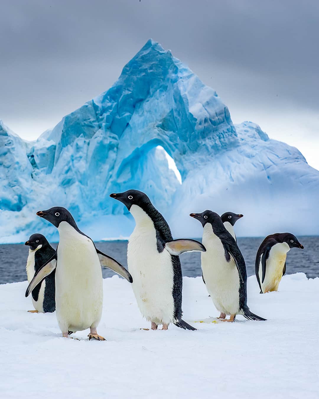ナショナルジオグラフィックのインスタグラム：「Photo by @jaimerojo | At the beginning of fall 2023, sea ice in Antarctica hit a record low. Ice-dependent species, like these Adelie penguins in Paulet Island, off the northeastern end of the Antarctic Peninsula, will face new hardships to feed and breed as the extent of sea ice cover shrinks. Their population is expected to drop drastically on a warmer planet. Follow @jaimerojo for more pictures and stories about the last wild places on Earth.」