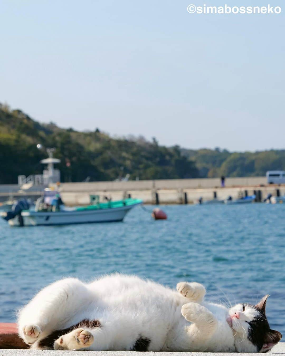 simabossnekoさんのインスタグラム写真 - (simabossnekoInstagram)「・ のんびり。みんにゃいいお顔😸💓 So relaxing✨Happy Caturday🏝️ Swipeしてね←←🐾  写真は366日日めくり、さち週めくり、島猫週めくりカレンダー2024より ・  ＼本日より販売始めました／ 366日日めくり・さち週めくり・島猫週めくりカレンダー2024が好評につき、お得な3点セットを作りました！ ◎数に限りがありますのでお早目に🐾  ◆商品説明◆ 【さちカレンダー2024】 ◎卓上 B6週めくりタイプ  ・愛らしい島猫 "さち"の姿をおさめています🗓️ ・枚数28枚(両面仕様 計56面) ・初めての週めくりカレンダー✨  【ほっこり島猫週めくりカレンダー2024】 ◎卓上 B6週めくりタイプ  ・53週、ふくふく仲良し。選りすぐりの島猫たちがいっぱい🙌 ・枚数28枚(両面仕様 計56面)の週めくりカレンダー ・六曜、祝日付き  【ほっこりゆったり毎日島猫日めくりカレンダー2024】 ◎卓上 日めくりタイプ  ・翔泳社製作 ・毎日違う島猫の写真が楽しめる366日の日めくりタイプ ・お散歩、昼寝、仲良し、じゃれ合いなど、様々なシーンを掲載！ ・縦100×横140mm、天糊綴じ、370P、スタンド付き  上記のカレンダー3種をお得なセットに🗓️ minneとメルカリShops内 simabossneko's shopだけの限定販売です！  ★minne、メルカリShopsへは @simabossneko または @p_nyanco22 のプロフィールリンクからご覧いただけます。  もしくは 🔍メルカリは、アプリ立ち上げ後「simabossneko's shop」で検索してみてください。  👉ストーリーハイライトにも、ショップへのリンク(minne)があります。そちらも是非ご覧ください。  ・ Available now❗️ "Island Cats Weekly Calendar 2024" and "Sachi Weekly Calendar2024"  ●Island Cats Weekly Calendar 2024 53weeks, A lot of selected island cats photos❣️  ●Sachi Weekly Calendar 2024 It is a calendar that shows the lovely island cat "Sachi"💓  These are desktop, B6 size. 28 sheets (56 sides in total with double-sided specifications) Weekly calendar.   We also sell a great set with “366days Island cats Day to Day Calendar”🗓️  The 2024 calendars are sold at minne "simabossneko's shop"  ●Shop URL https://minne.com/＠simabossneko  🇺🇸🇰🇷🇹🇼 It is possible to purchase and ship the works from Taiwan, Hong Kong, the USA, Korea, etc.  🇫🇷🇬🇧🇩🇪 It is now possible to ship and purchase the works to Europe!! France, UK, Germany etc.  ※ Shipping fee will be charged separately.  You can reach the shop from the profile link of @simabossneko or @p_nyanco22   And, Story highlights also have a link to the shop. Please take a look there too.  ・ #しまねこ #島猫 #ねこ #猫写真 #cats_of_world #catloversclub #pleasantcats #catstagram #meowed #ig_japan #lumixg9」10月21日 9時00分 - simabossneko