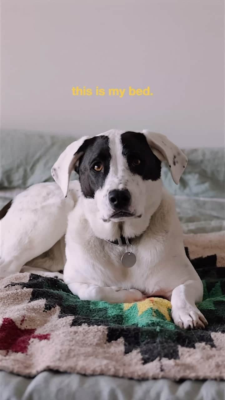 Andrew Knappのインスタグラム：「This is not only an #ad for @orijenpetfood, it’s also a little toolkit incase you, too, have a dog that shows signs of reactivity. Boo has come such a long way and I wanted to share some of the tools I use in our every day life as training for Boo to reconnect to his body, manage his reactive tendencies, and live a better life.」