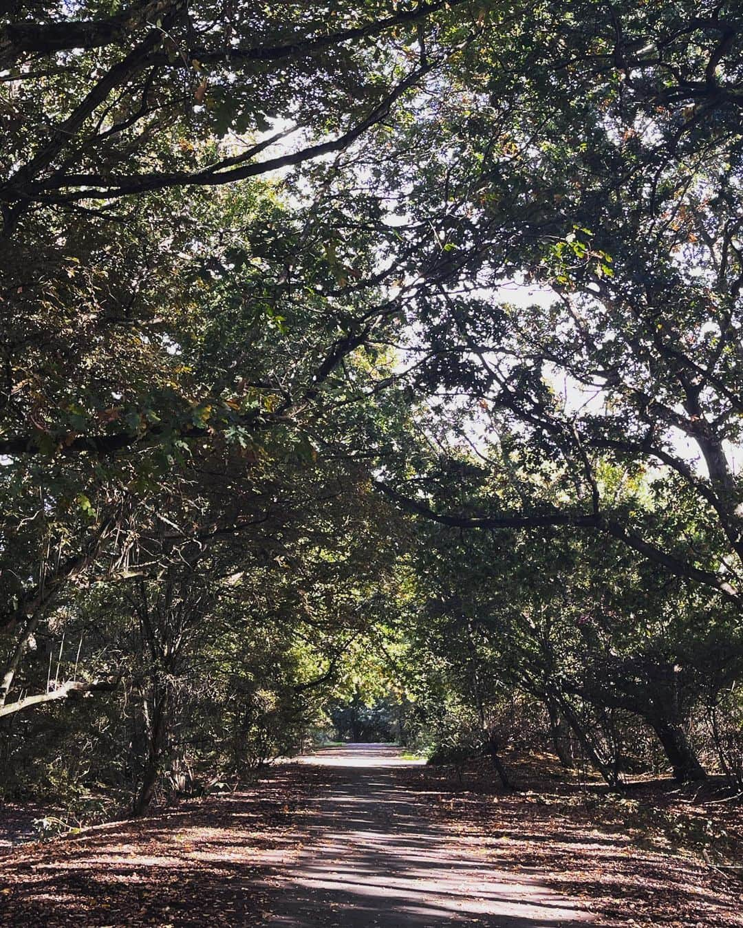 ジュエル・ステイトさんのインスタグラム写真 - (ジュエル・ステイトInstagram)「🍂pt 2」10月21日 0時51分 - jewelstaite