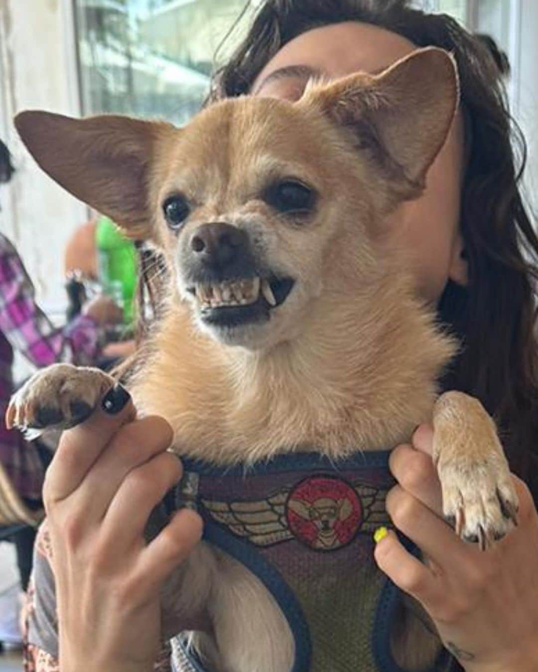 グレッグ・サイプスのインスタグラム：「Hunting flies. They got no chance to live near Buddhas jaws. Love is the fiercest and sweetest thing in the universe. Dog is pure love. #lovex #dogblessed #wingmanG」