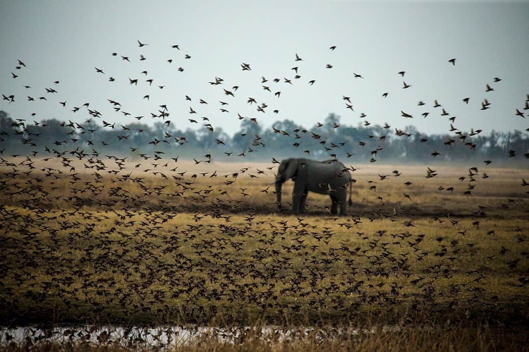 ナショナルジオグラフィックのインスタグラム：「Photo by @beverlyjoubert | The elephant … and the queleas. If there’s a bird capable of visually dwarfing an elephant, the red-billed quelea certainly qualifies. A single bird may be only the size of a sparrow, but queleas do not travel solo. Instead, they converge to form tightly synchronized flocks, sometimes millions-strong, that move over the landscape like swirling clouds. Such abundance can be destructive, and for farmers in many different parts of Africa, the birds pose a significant threat to cultivated crops. But here in Botswana’s famous Okavango Delta, it is the seeds of wild grasses that sustain them, and their aerial ballet makes for a captivating spectacle. To see more of my work, follow me @beverlyjoubert.」
