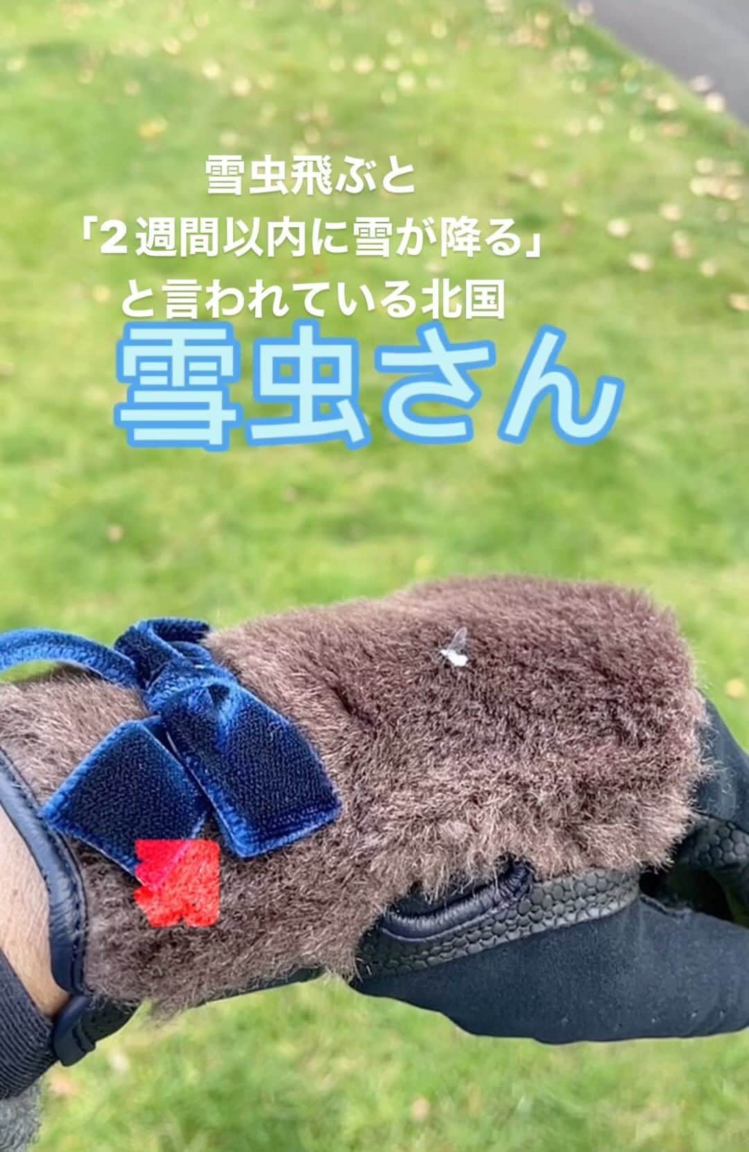 橋本志穂のインスタグラム：「雪虫をスローで撮影できたよー」