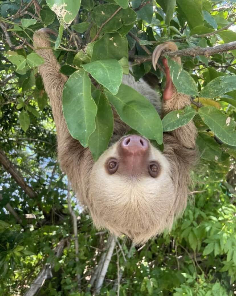 スミソニアン博物館のインスタグラム：「Flip your phone around for optimal cuteness.  😍 🦥😍   Today is #InternationalSlothDay, and to celebrate, we’re taking you to our Punta Culebra Nature Center in Panama, part of our @smithsonianpanama. This little guy is a Choloepus hoffmanni, or a Hoffman two-toed sloth. About 10 to 15 Hoffman two-toed sloths live around the nature center and are often spotted by guides and visitors.」