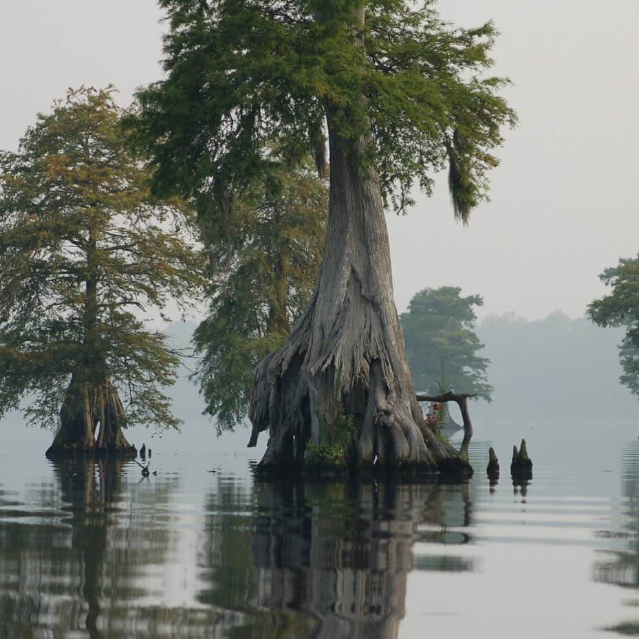 アメリカ内務省のインスタグラム：「The Great Dismal Swamp National Wildlife Refuge is the largest intact remnant of a vast forested wetland that once covered more than one million acres of southeastern Virginia and northeastern North Carolina.    The Land and Water Conservation Fund has conserved nearly 47,000 acres of this environmentally important 110,000-acre refuge. Across the country, LWCF helps support our wildlife refuges, conserve our forests, waters and wildlife habitat, and provide access to recreation.    Photo by Rebecca Wynn / @USFWS    #publiclands #virginia #swamp #cypresstrees   Alt Text: Several large, beautiful cypress trees grow in the water of Lake Drummond.」