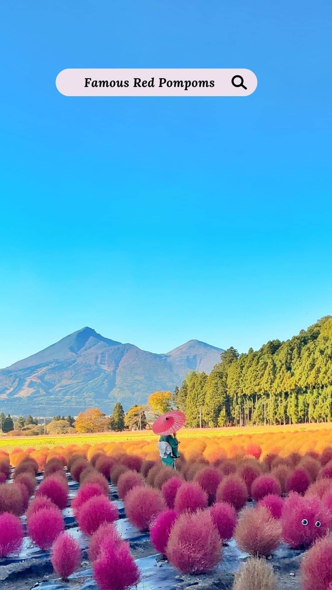 Rediscover Fukushimaのインスタグラム：「𝑷𝑶𝑽 : 𝑻𝒉𝒆 𝒇𝒂𝒎𝒐𝒖𝒔 𝑲𝒐𝒄𝒉𝒊𝒂 𝒊𝒏 𝑭𝒖𝒌𝒖𝒔𝒉𝒊𝒎𝒂  📍 @inawashiroherbgarden」
