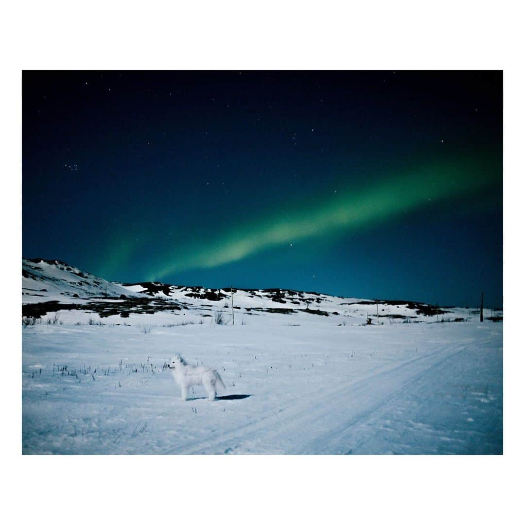 Magnum Photosのインスタグラム：「Only THREE days left to shop the Square Print Sale in partnership with @worldpressphoto. In study of the theme, Written by Light, this selection of images is an ode to one of time’s sweetest marriages, that of light and landscape.  An image by @nannaheitmann depicts the most elusive and sought-after form of light, the Aurora Borealis, drifting atop a tundra in Teriberka, Russia.   While hiking the French alps, @william.keo encountered a moment where traversing the terrain became uncertain: "The light was more than a source of comfort – it was a guide in the darkness.”  In 1969, Marilyn Silverstone happened upon an army training in the mountains of Ladakh, India, among streams of stark mountain light in a "moment of luminous impermanence and beauty."  🔗 Tap the link in the @magnumphotos bio to explore the collection of more than 100 signed or estate-stamped prints, available for just $110 + tax.  PHOTOS (left to right):  (1) A dog emerged from the dark, stood still a few seconds under the northern lights, then disappeared again into the tundra. Teriberka, Russia. April 2021. © @nannaheitmann / Magnum Photos  (2) A hiker walks through the night. Chamonix, France. 2016. © @william.keo / Magnum Photos  (3) View of Caucasus mountains from helicopter bringing remains of first Georgian soldier killed in combat in Afghanistan to his home village of Svanetia, Georgia. 2010. © @thomasdworzak / Magnum Photos  (4) Keflavík, Iceland. 2010. © @rafal.milach / Magnum Photos  (5) Cape Girardeau, Missouri, USA. 2002. © Alec Soth (@littlebrownmushroom) / Magnum Photos  (6) A boy with a hunting rifle runs through the British Cemetery in central Baghdad during a sandstorm. Baghdad, Iraq. 2003. © @moisessaman / Magnum Photos  (7) Wight, 1996. Variable becoming southeasterly 3. Mainly fair. Moderate becoming good. © @marktpower / Magnum Photos  (8) The Indian army, training at an altitude of between 11,000ft and 20,000ft. Ladakh, India. 1969. © Marilyn Silverstone / Magnum Photos  (9) Rancher Robert O. Anderson (right). Artesia, New Mexico, USA. 1963. © @paulfuscoestate / Magnum Photos  (10) Midnight on the hill. California, USA. 2016. © @gregoryhalpern / Magnum Photos」