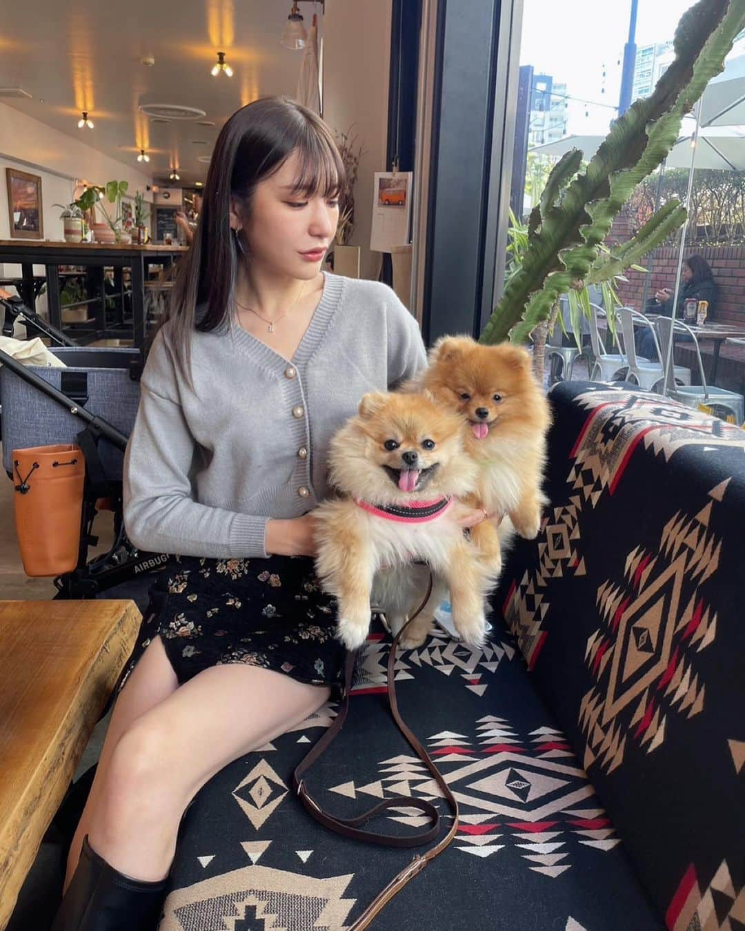 上福ゆきのインスタグラム：「- happy tea time with best friends🐾 the foodie girl, blair and little adventurous boy, domino. knit:11980931 skirt:20690670 #FrontRowLive #SHEINfw23 #SHEINforAll #ad #pomeranian #ポメラニアン部」