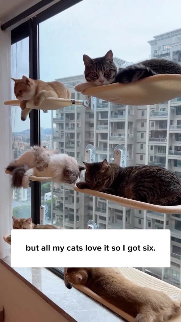 Cute Pets Dogs Catsのインスタグラム：「Get this Foldable Window Hammock today to let your cat watch outdoor! 😻✨ Link in bio!」