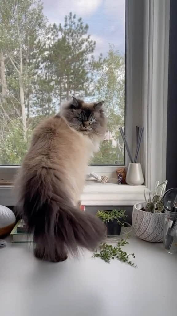 Instagramのインスタグラム：「On today’s #WeeklyFluff we are entering the Halloween spirit with @merlinragdoll (Merlin), a ragdoll/Himalayan mix with a sinister stare.⁣  ⁣ “His face has been described as furious, angry, judgmental and terrifyingly beautiful,” says his human, Hailey. “But underneath his cranky disposition and all of that fluff, he is a big sweetheart and quite a mama’s boy.”⁣  ⁣ Video by @merlinragdoll」