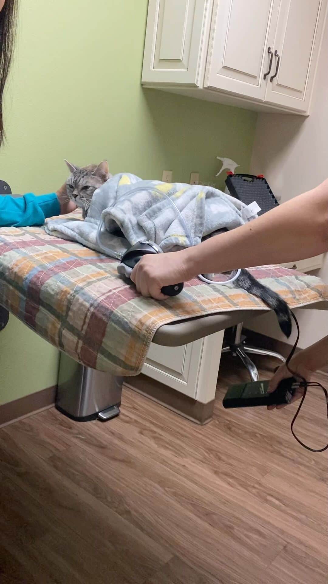 nala_catのインスタグラム：「Life update ❤️ Yesterday, we noticed that Nala’s purr sounded different, and she only ate half of her dinner. Additionally, she sneezed a couple of times, which is unusual for her. Concerned about her well-being, we took her to see the vet this morning. As suspected, Nala has a kitty cold, likely triggered by pain/stress. It turns out she has a troublesome tooth that needs to be removed. We’ve also conducted a blood test, and we’ll receive the results on Monday.  Before any anesthesia is administered, it’s crucial to request a pro BNP blood test to ensure her heart is healthy enough for the procedure. Assuming all goes well with her blood results, we’re scheduled to have her tooth removed on Tuesday. We value our wonderful community and believe there’s so much we can learn from each other as pet parents. You’ve become like family to us, and we want to keep you informed about our sweet Nala. In the accompanying video, you’ll observe Nala’s blood pressure being checked – a crucial aspect to monitor, as high blood pressure can impact kidney values.  Rest assured, we’ll continue to provide updates on Nala’s progress. Would you please keep her in your thoughts? Your love and support mean the world to us! Thank you for loving Nala!! Thank you to our amazing vet team!!」