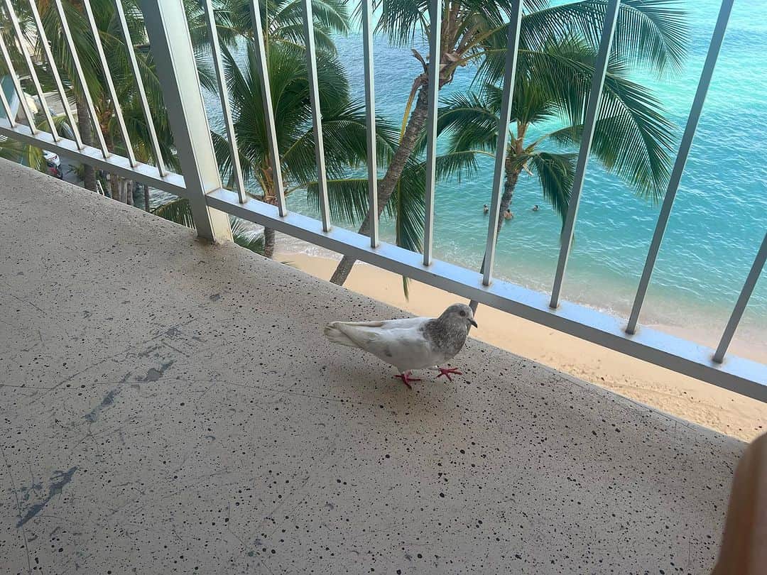 アラン・カミングさんのインスタグラム写真 - (アラン・カミングInstagram)「I’m in Hawaii! I’ll be taking part in the @honolulupride parade tomorrow (Sat 21st)! and then performing my show at @hawaiitheatre at 8pm. Let’s all celebrate love and respect and human rights, and sing and laugh and cry!」10月21日 4時15分 - alancummingreally