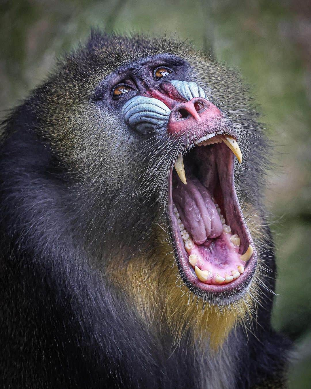 San Diego Zooのインスタグラム：「I’ve come to s̶u̶c̶k̶ y̶o̶u̶r̶ b̶l̶o̶o̶d̶ say hello 👋  Though it may not look like the friendliest face, mandrills display their teeth as a greeting rather than a threat.  📸: Ian Gill  #FangFriday #Mandrill #SanDiegoZoo」