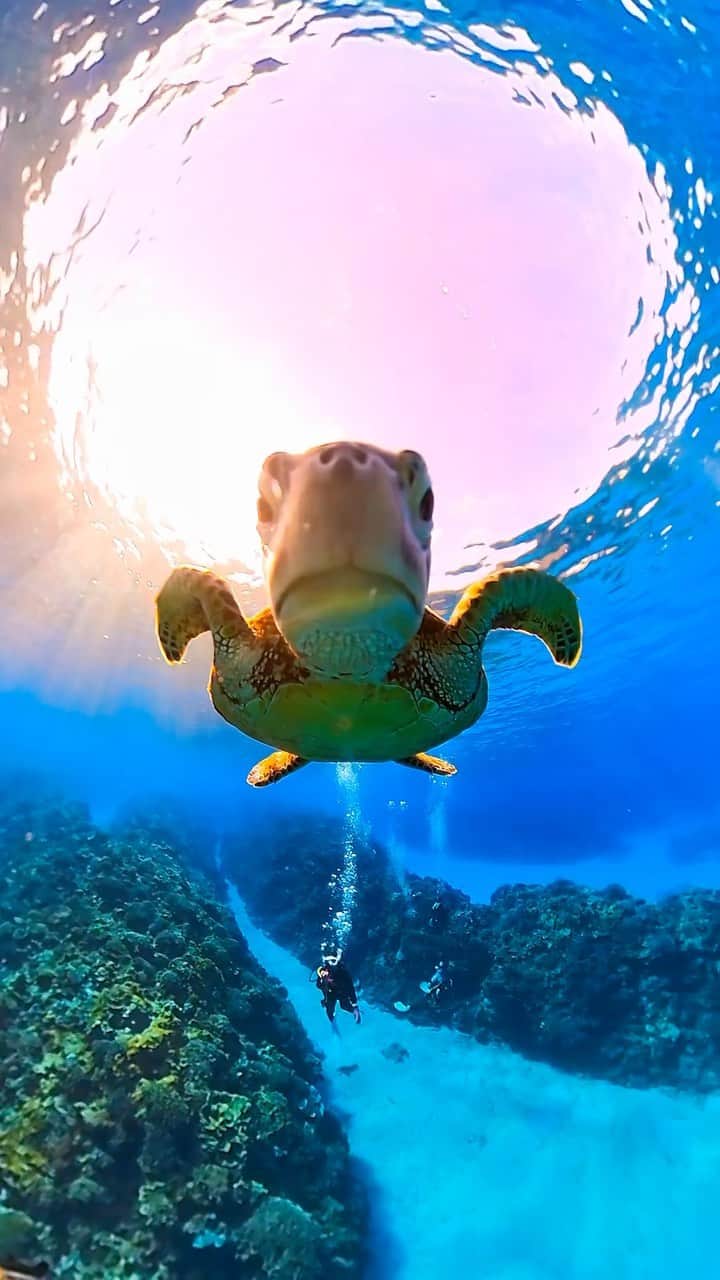 Discover Earthのインスタグラム：「The perfect underwater selfie! 📸🐢  🌎 #DiscoverEarth with @diversguide_guma」