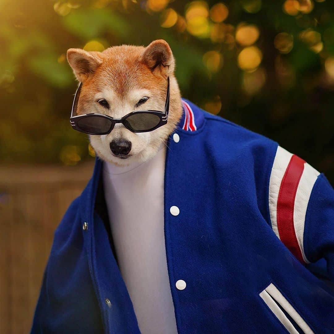 Menswear Dogさんのインスタグラム写真 - (Menswear DogInstagram)「Varsity Academia 🕶️🏈✨」10月21日 4時45分 - mensweardog