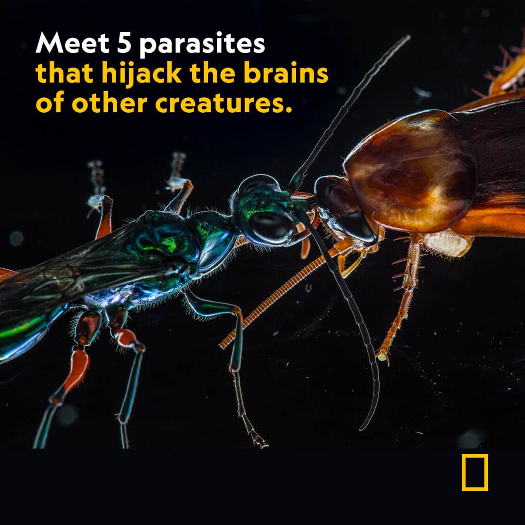 ナショナルジオグラフィックのインスタグラム：「Zombies aren’t real—or are they? These masters of mind control manipulate their hosts from within, causing them to act in self-destructive ways that ultimately benefit the parasite. Read more at the link in bio—if you dare.  Photograph by Anand Varma, Nat Geo Image Collection」