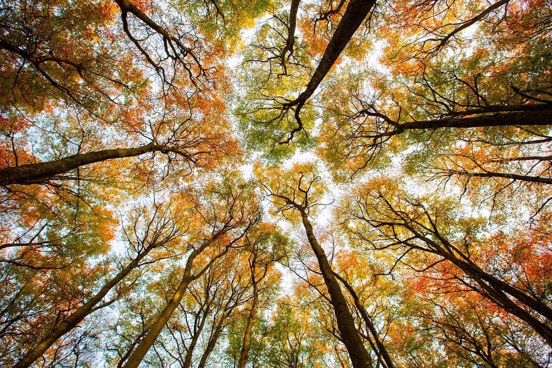 CANON USAのインスタグラム：「One with nature 🍂   📸 #Canon EOS 5D Mark III Lens: EF 16-35mm f/2.8L II USM」