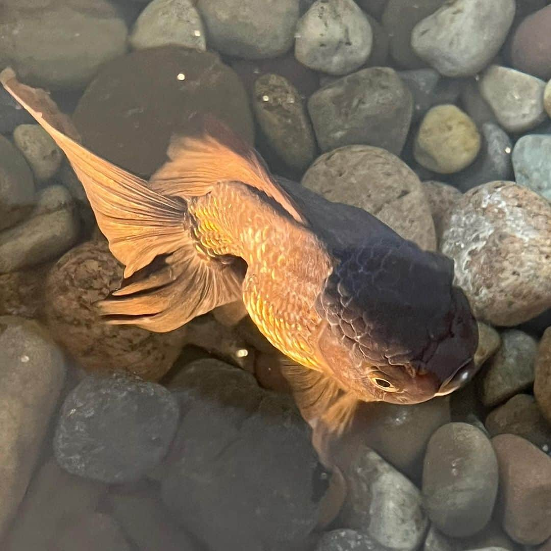 マーク・ジェイコブスさんのインスタグラム写真 - (マーク・ジェイコブスInstagram)「introducing miss cleo   a big fish in a not so little pond.  #jumbooranda #pondlife #mylifeaquatic #gratefulnothateful」10月21日 6時12分 - themarcjacobs