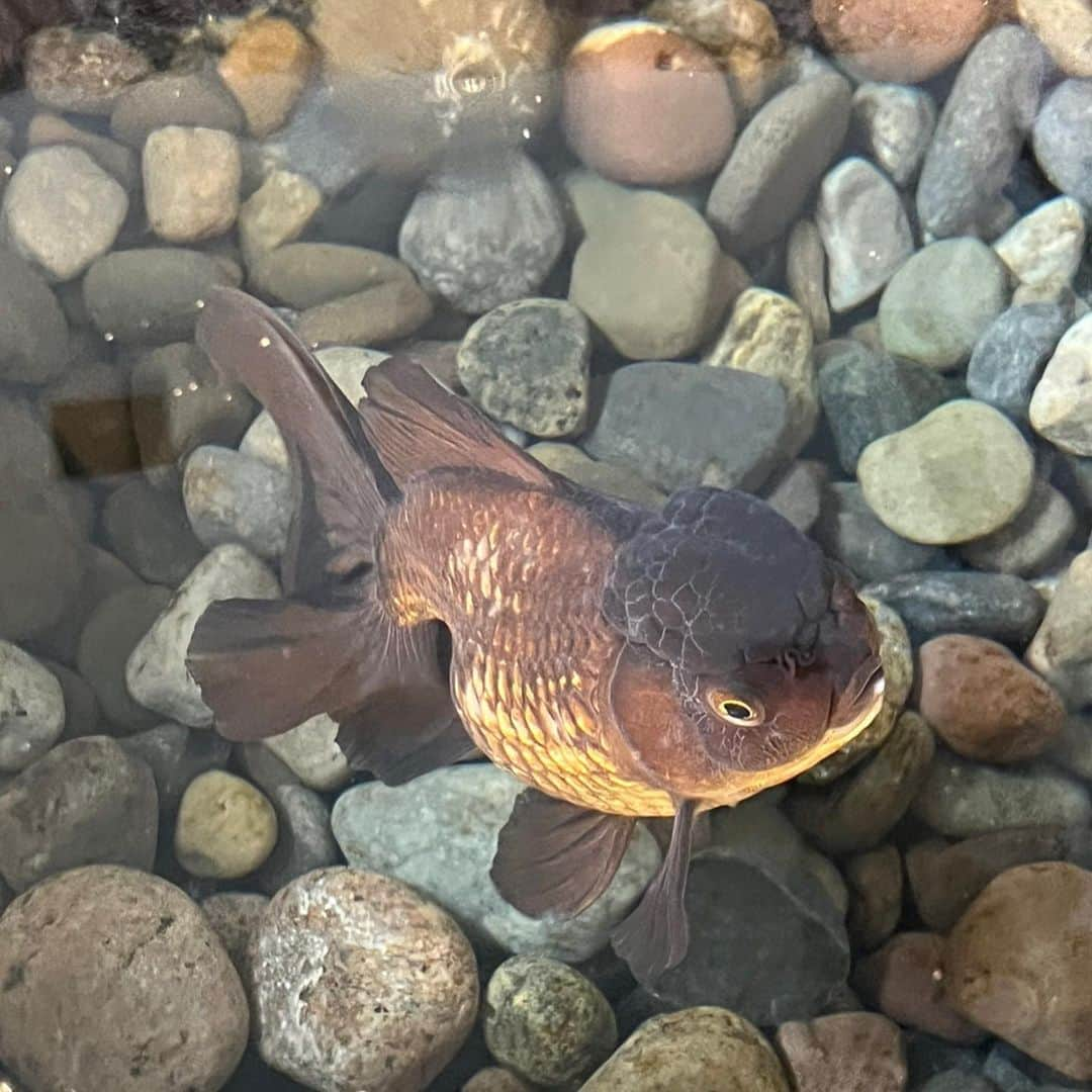 マーク・ジェイコブスのインスタグラム：「introducing miss cleo   a big fish in a not so little pond.  #jumbooranda #pondlife #mylifeaquatic #gratefulnothateful」