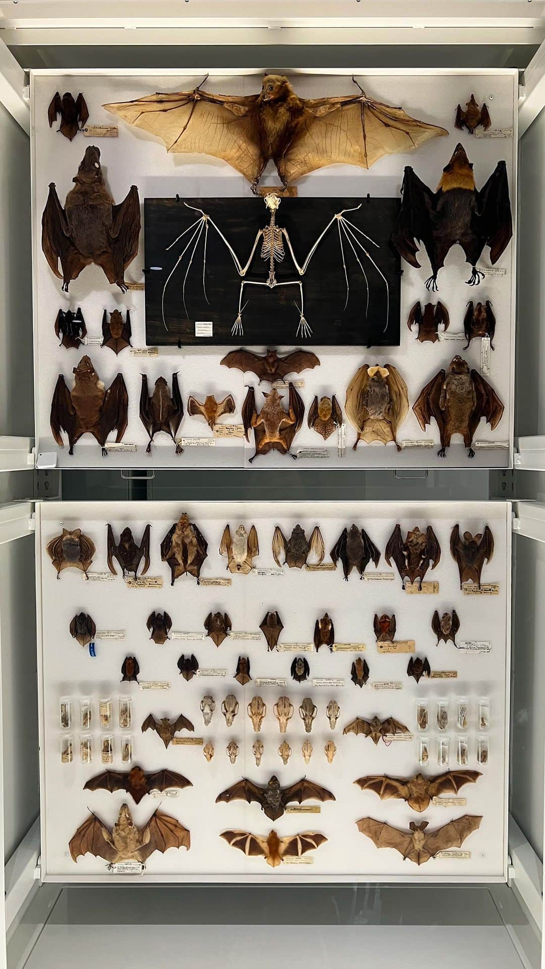 アメリカ自然史博物館のインスタグラム：「🦇The Museum’s bat collection includes about 500 species, over one-third of bat species in the world. This display represents 71 of those species! Using this collection and additional data, Museum biologist Nancy Simmons and other scientists have been able to discover more than 20 new bat species every year—and identify which ones are threatened.  🌟Learn more on your next visit. We’re open daily from 10 am-5:30 pm.  #museums #amnh #bats #mammalogy #STEM #halloween」