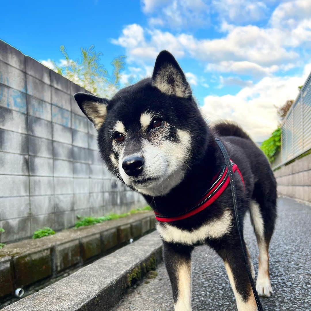 のインスタグラム：「今日も早起き。  #ししまる爺さん  #今朝まる #ししまる #dog #dogs #柴犬 #黒柴」