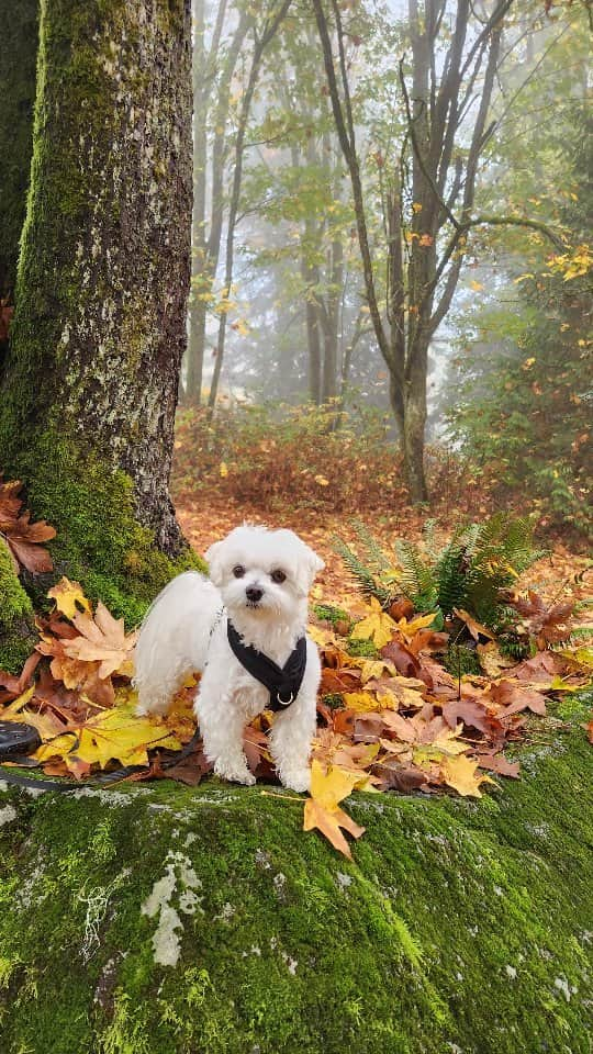 Toby LittleDudeのインスタグラム：「Boop it! 😂  #fallvibes #maltese #theothemaltese #foliage #cutedog」