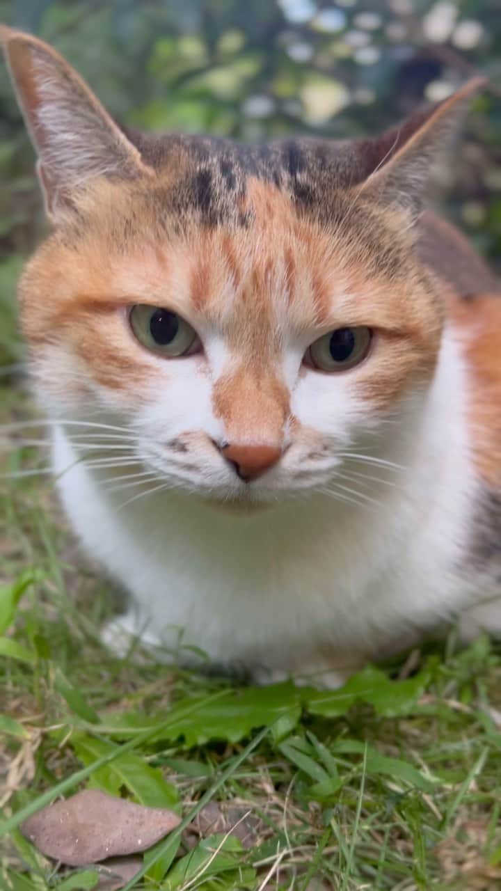 山田稔明のインスタグラム：「おはよ。留守番よろしくね。 #ポチ実 #三毛猫」