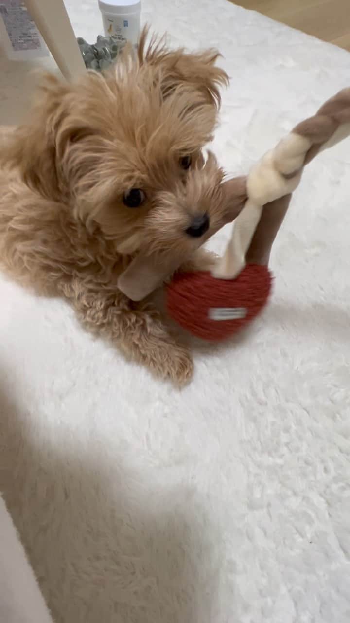 小湊よつ葉のインスタグラム：「🐶  このハートがついたおもちゃで遊んでる姿可愛すぎて共有したい🐶💝  #わんこ #犬 #マルプー #うに #🐶」