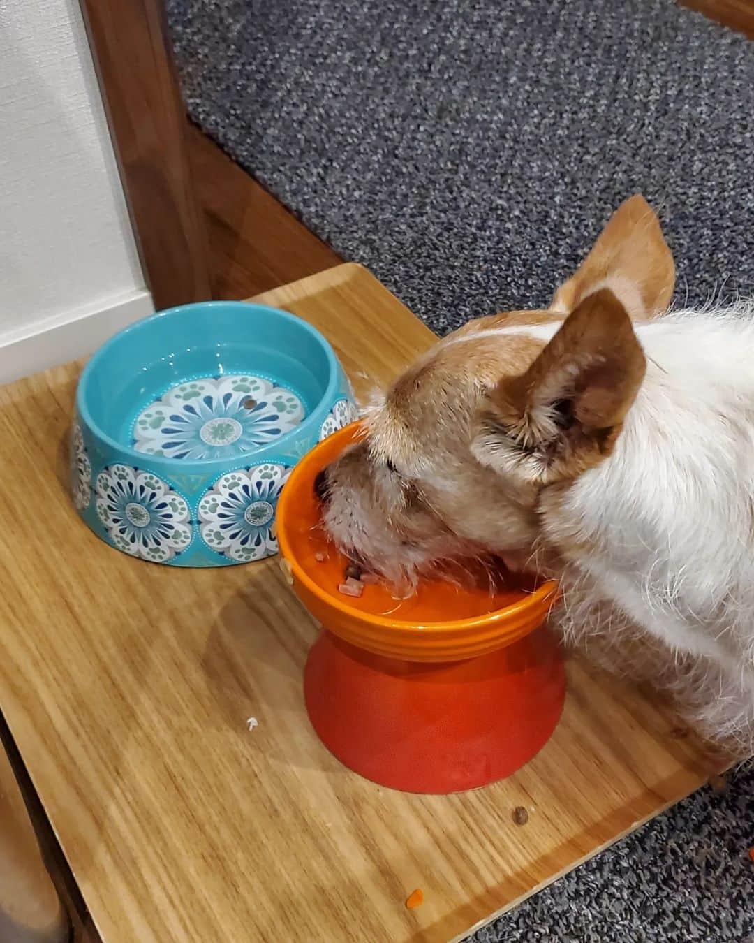 照英さんのインスタグラム写真 - (照英Instagram)「愛犬テン(ジャックラッセルテリア)  18才メス❕  誕生日プレゼントに老犬が食べやすい様に高さを考えたラッテストーン型(グアム)ご飯器にしましたよ❕  まだまだ、元気一杯です＼(^o^)／  #愛犬#老犬#食事#ご飯器#18才#ジャックラッセルテリア#メス#ラッテストーン #グアム#長生き#グアム#愛犬セキノ #愛犬セキノ出身」10月21日 17時00分 - shoei040404