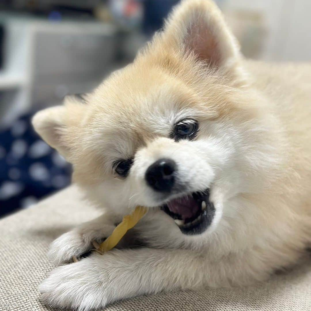 YO!YO!YOSUKEのインスタグラム：「外が寒くなってきたね  カムカム  #ポメラニアン #癒し #愛犬 #ペット」