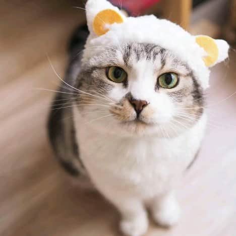Hitomiのインスタグラム：「2023.10.21⁡ ⁡⁡ ⁡最近、写真撮れてないから ストーリーで勝手に作ってくれるやつを投稿😆⁡ ⁡ありがとうインスタ🤣⁡ ⁡⁡ ⁡⁡⁡#peppyフォト部⁡ #nyancon01 #じゃこ#あご肉部 部長🍙 #ブヒブヒ倶楽部 #シブにゃん隊over10 #ねこ部#関西ねこ部#ふわもこ部 #ペコねこ部#もちぽよ部#みんねこ#お口まわり玉ねぎ隊#無敵の親バカ同盟」