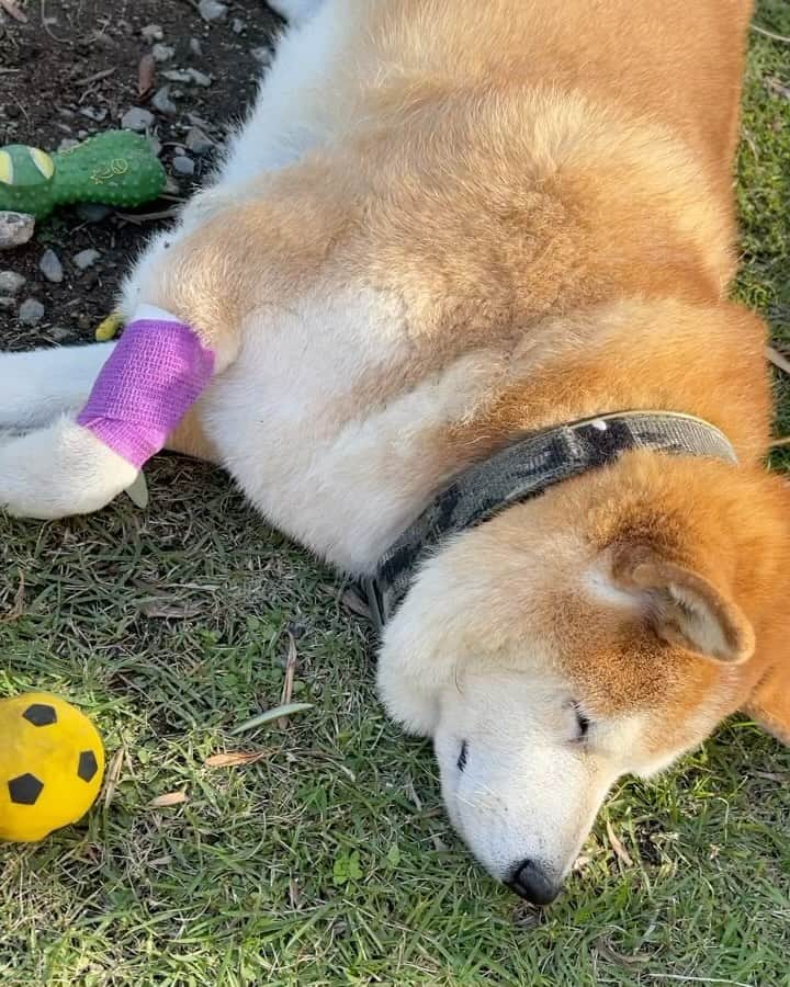 柴犬 たろのインスタグラム：「今日のタロちゃんです🐻🧡  昨日、今日、病院に行って、カルシウムの数値が振り切ってるの日帰り入院してました。💉  明日は日曜日だけど、また日帰り入院です。  普通なら点滴で数値は落ち着はずなのに、全く変わらないから先生も困ってました。🧑‍⚕️  数値が落ち着いて色々検査方法を決めるそうです。🧡  がんばれタロちゃん🐻  ∞ #パワーありがとう🐻💕」