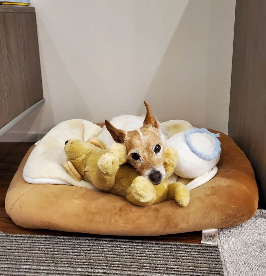 照英のインスタグラム：「食べたら・・・  定位置で寝る(　＾∀＾)❕  #愛犬#テン#18才#ジャックラッセルテリア#愛犬セキノ#犬#老犬」