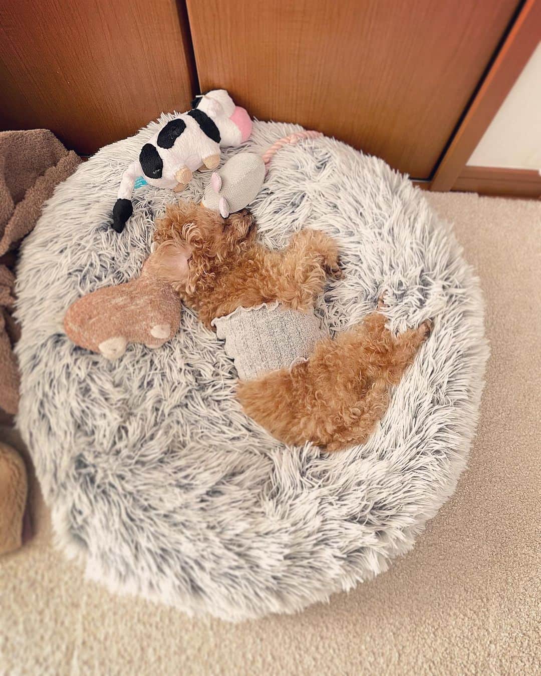 ふわのインスタグラム：「バカボンのパパに見えるのは私だけ？  #toypoodle#toypoodlegram#dogsofinstagram#instadog#doglover#doglife#cutedog#dog#fuwamama#ふわもこのふわ#ふわ#トイプードル#ふわもこ部#犬バカ部#親バカ部#犬のいる暮らし#いぬすたぐらむ#最強寝顔#腹巻き」