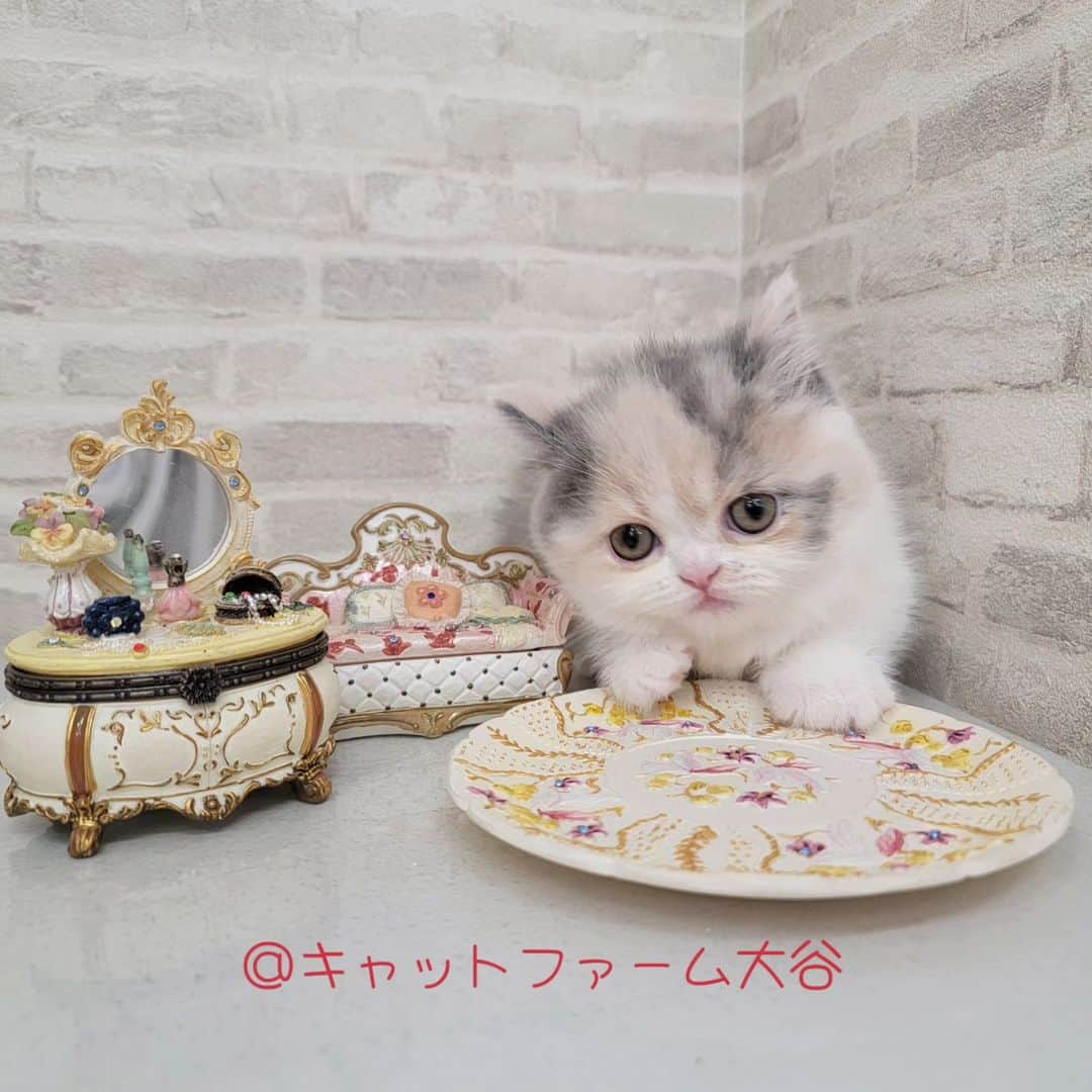 マンチカン(munchkin)キャットファーム大谷さんのインスタグラム写真 - (マンチカン(munchkin)キャットファーム大谷Instagram)「Nさまご契約にゃんこちゃん♥️  ❁*·⑅❁*·⑅❁*·⑅❁*·⑅❁*·⑅❁*·  お店は、月・木曜日が定休日です。 現在、完全予約制になっておりますので ご来店される際はお店へお電話かメールにてご連絡くださいませ🙇‍♀️  お待ちしております🎵  ❁*·⑅❁*·⑅❁*·⑅❁*·⑅❁*·⑅❁*·  #キャットファーム大谷#まんちかん#マンチカン#ネコ#こねこ#にゃんこ#猫ちゃん#ねこ部#ニャンスタグラム#猫#ねこ#子猫#モフモフ#モフモフねこ#ミヌエット#短足#ねこすたぐらむ#愛猫#かわいい#ふわもこ部#猫のいる暮らし#マンチカンブリーダー#ミヌエットブリーダー#キャットファーム大谷#まんちかん#マンチカン#ネコ#こねこ#にゃんこ#猫ちゃん#ねこ部#ニャンスタグラム#猫#ねこ#子猫#モフモフ#モフモフねこ#ミヌエット#短足#ねこすたぐらむ#愛猫#かわいい#ふわもこ部#猫のいる暮らし#マンチカンブリーダー#ミヌエットブリーダー#cat#catsgram #catsofinstagram#instacat#picneko」10月21日 17時42分 - roytar222