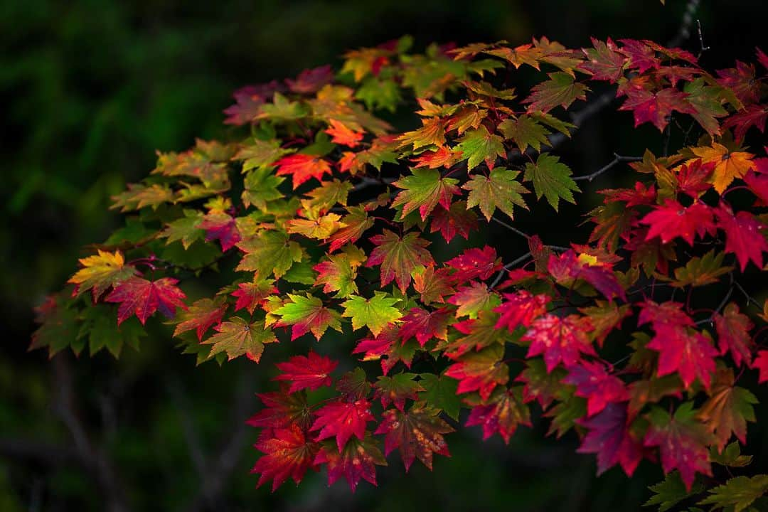 Michael Yamashitaさんのインスタグラム写真 - (Michael YamashitaInstagram)「Sounkyo Onsen, top to bottom. #kurodake #kurodake #sounkyo #sounkyoonsen #koyo #fallcolors」10月21日 17時45分 - yamashitaphoto