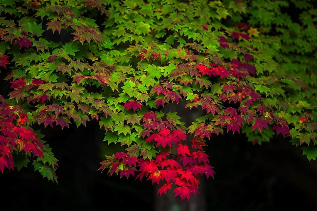 Michael Yamashitaさんのインスタグラム写真 - (Michael YamashitaInstagram)「Sounkyo Onsen, top to bottom. #kurodake #kurodake #sounkyo #sounkyoonsen #koyo #fallcolors」10月21日 17時45分 - yamashitaphoto