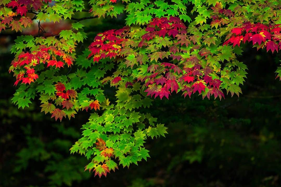 Michael Yamashitaさんのインスタグラム写真 - (Michael YamashitaInstagram)「Sounkyo Onsen, top to bottom. #kurodake #kurodake #sounkyo #sounkyoonsen #koyo #fallcolors」10月21日 17時45分 - yamashitaphoto