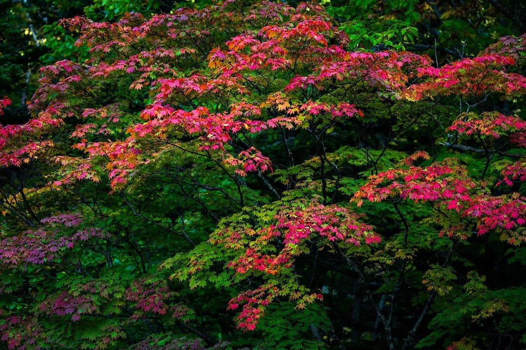 Michael Yamashitaさんのインスタグラム写真 - (Michael YamashitaInstagram)「Sounkyo Onsen, top to bottom. #kurodake #kurodake #sounkyo #sounkyoonsen #koyo #fallcolors」10月21日 17時45分 - yamashitaphoto