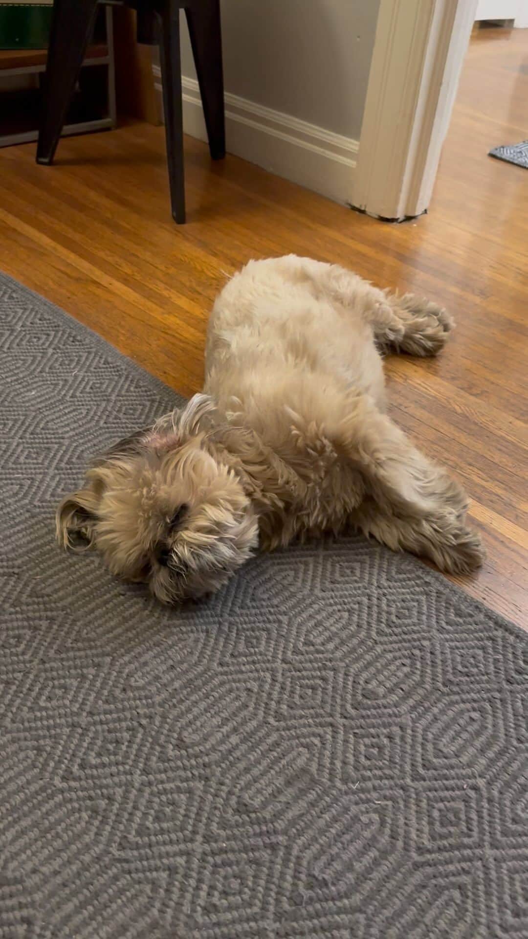 のインスタグラム：「Potty outside.  #fridaymomentofzen」