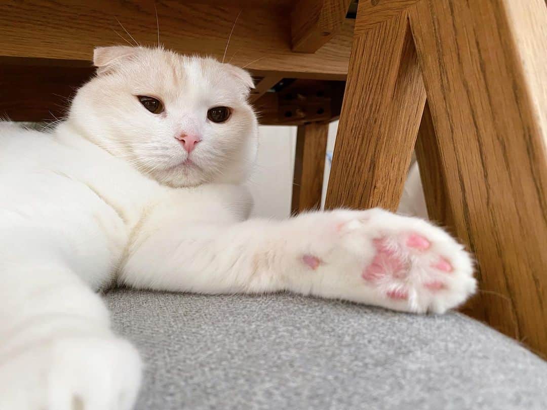 のインスタグラム：「朝ごはん半分だけ食べて、うろうろして、椅子で二度寝😴  わたしの顔を見た後に、にゃー(ついてきて！)って言って、ここに乗って、撫でられ待ちしててかわよでした☺️そして撫でてたら寝た☺️  かわよかわよかわよかわよ🤍  おててのはみ毛切らなきゃだ！  #はなきな #エレムト」