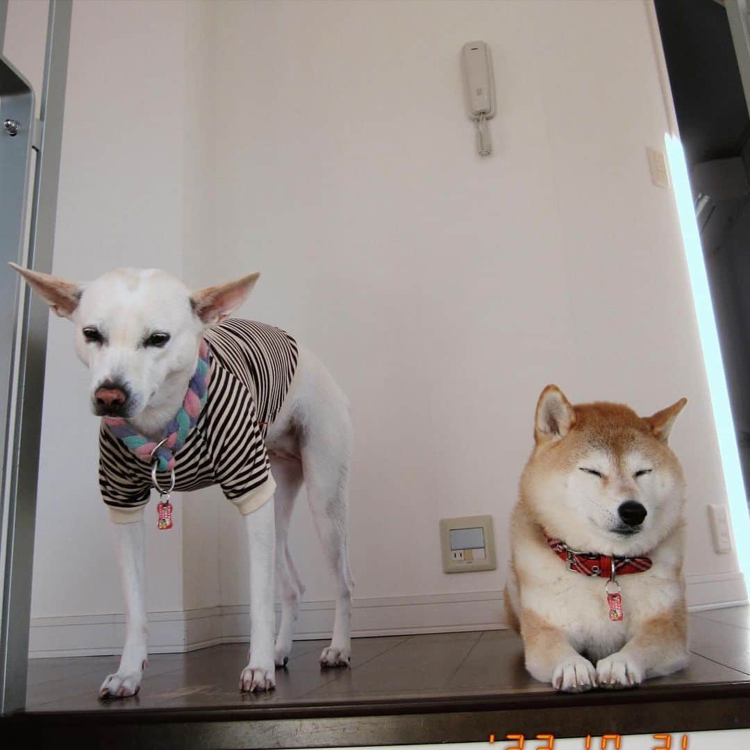 柴犬ハル&保護犬すずのインスタグラム：「👚 . 『服を着せられました。。 服よりもまた芋が食べたいです』 . #今朝あなた寒さで震えてたでしょうが #冬はすぐ風邪ひくヤギ族でしょう？ #ハルはもこもこの毛と脂肪があるから平気なのよー #お願いだから着ててください #下半身スッポンポンだけど風邪ひかないでね？ . #柴犬#柴#kagoshima#dog#puppy#shibainu#shibastagram#いぬバカ部#family#cat#鹿児島#赤柴#ねこ#猫#雑種#天文館#日本犬#保護犬を家族に#保護犬#元保護犬#姉妹#ボーダー」