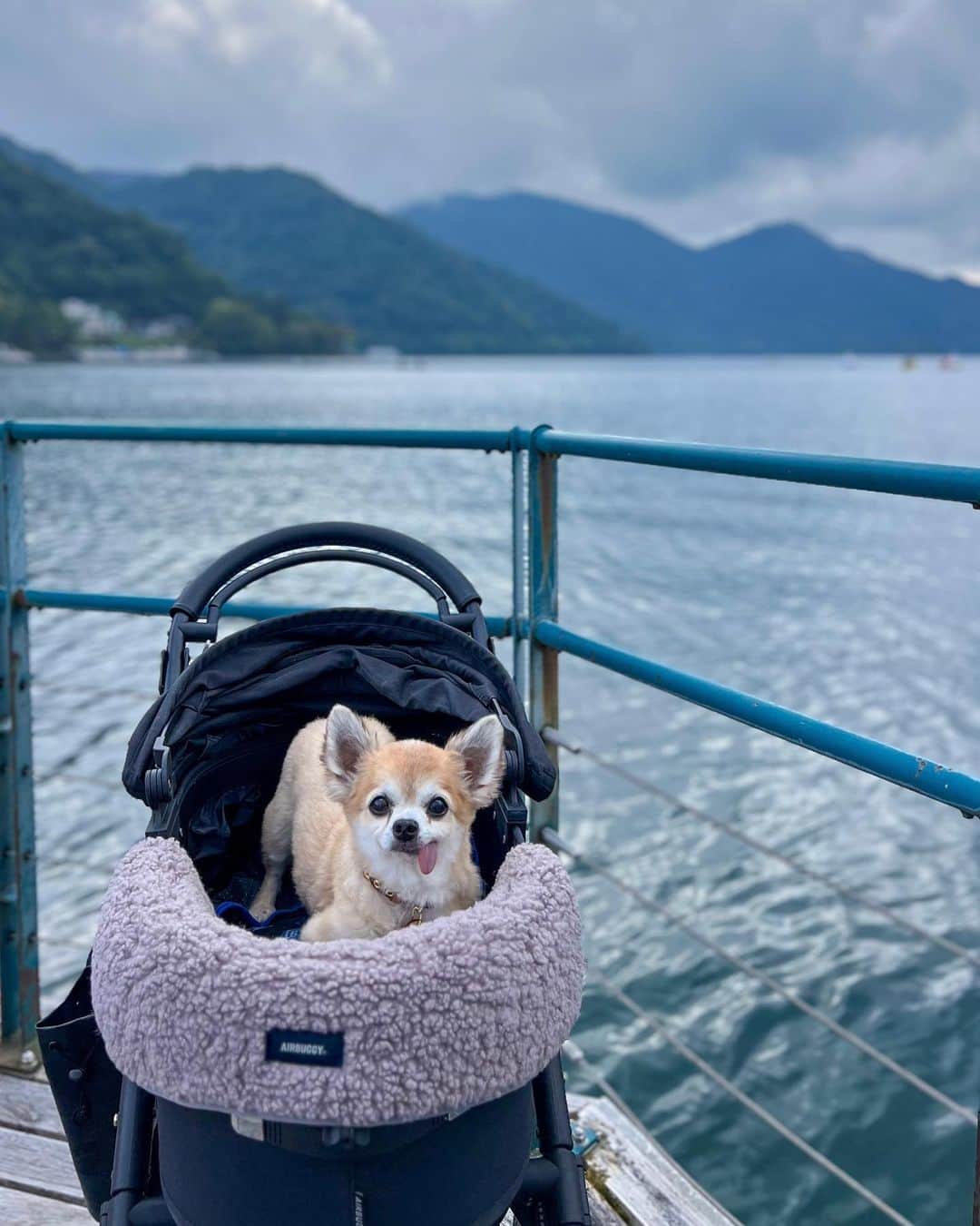 高倉絵理さんのインスタグラム写真 - (高倉絵理Instagram)「バイロンと栃木旅行②  中禅寺湖へ。  中禅寺湖の周りは ちょうど良い散歩コースになっていて ワンちゃんをお散歩させている方も たくさんいました。  バイロンはずっとカートに入ったままで 飼い主の散歩。  中禅寺湖遊覧もあってペット可でしたが キャリーかゲージに入れたままで 顔出しNGだったので断念。  バイロンと美しい湖に癒されました。  📍中禅寺湖 栃木県日光市中宮祠  #中禅寺湖 #栃木旅行 #栃木観光 #わんこと栃木旅行 #ペットと旅行 #わんことお出掛け #日光 #日光旅行 #日光観光」10月21日 10時01分 - eri_t28
