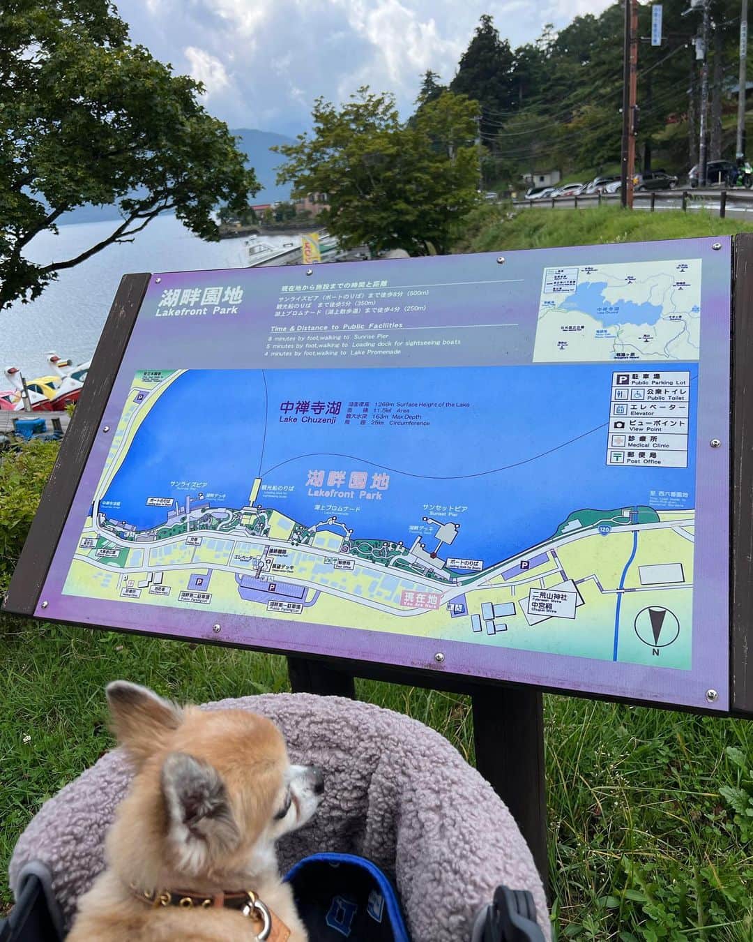 高倉絵理さんのインスタグラム写真 - (高倉絵理Instagram)「バイロンと栃木旅行②  中禅寺湖へ。  中禅寺湖の周りは ちょうど良い散歩コースになっていて ワンちゃんをお散歩させている方も たくさんいました。  バイロンはずっとカートに入ったままで 飼い主の散歩。  中禅寺湖遊覧もあってペット可でしたが キャリーかゲージに入れたままで 顔出しNGだったので断念。  バイロンと美しい湖に癒されました。  📍中禅寺湖 栃木県日光市中宮祠  #中禅寺湖 #栃木旅行 #栃木観光 #わんこと栃木旅行 #ペットと旅行 #わんことお出掛け #日光 #日光旅行 #日光観光」10月21日 10時01分 - eri_t28