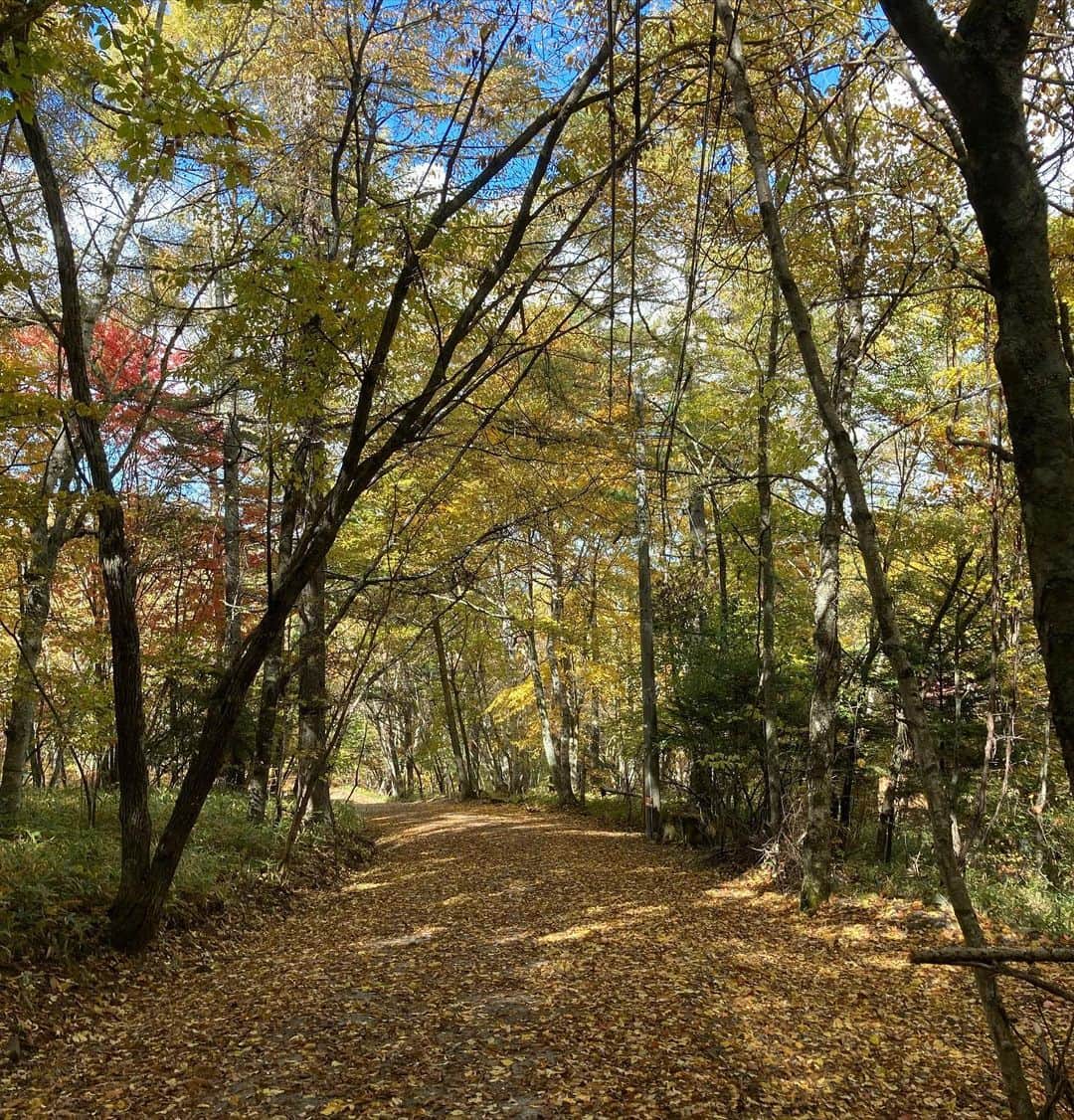 井上荒野さんのインスタグラム写真 - (井上荒野Instagram)「落ち葉の道。」10月21日 10時47分 - arereno