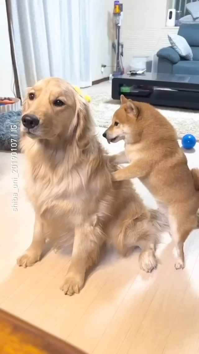 8crapのインスタグラム：「I need a massage buddy like this too 📹 @shiba_uni_20190107 - #barked #dog #doggo #GoldenRetriever #ShibaInu #Shiba」