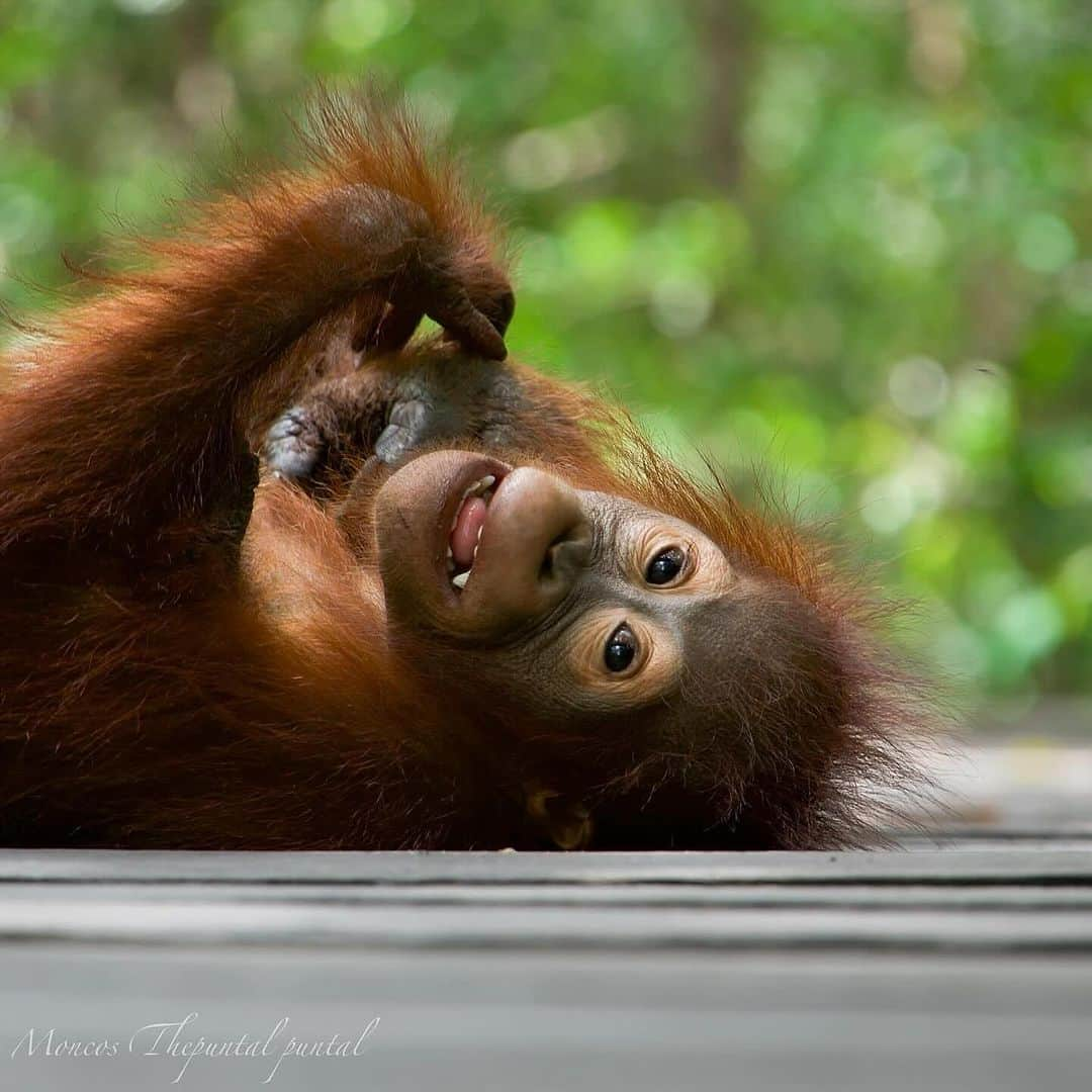 OFI Australiaのインスタグラム：「Happy Saturday from Central Kalimantan, Borneo 🧡🦧🧡🦧  #tanjungputingnationalpark #orangutanecotour #borneo #orangutans #saynotopalmoil #babyorangutan @moncos_thepuntal_puntal」