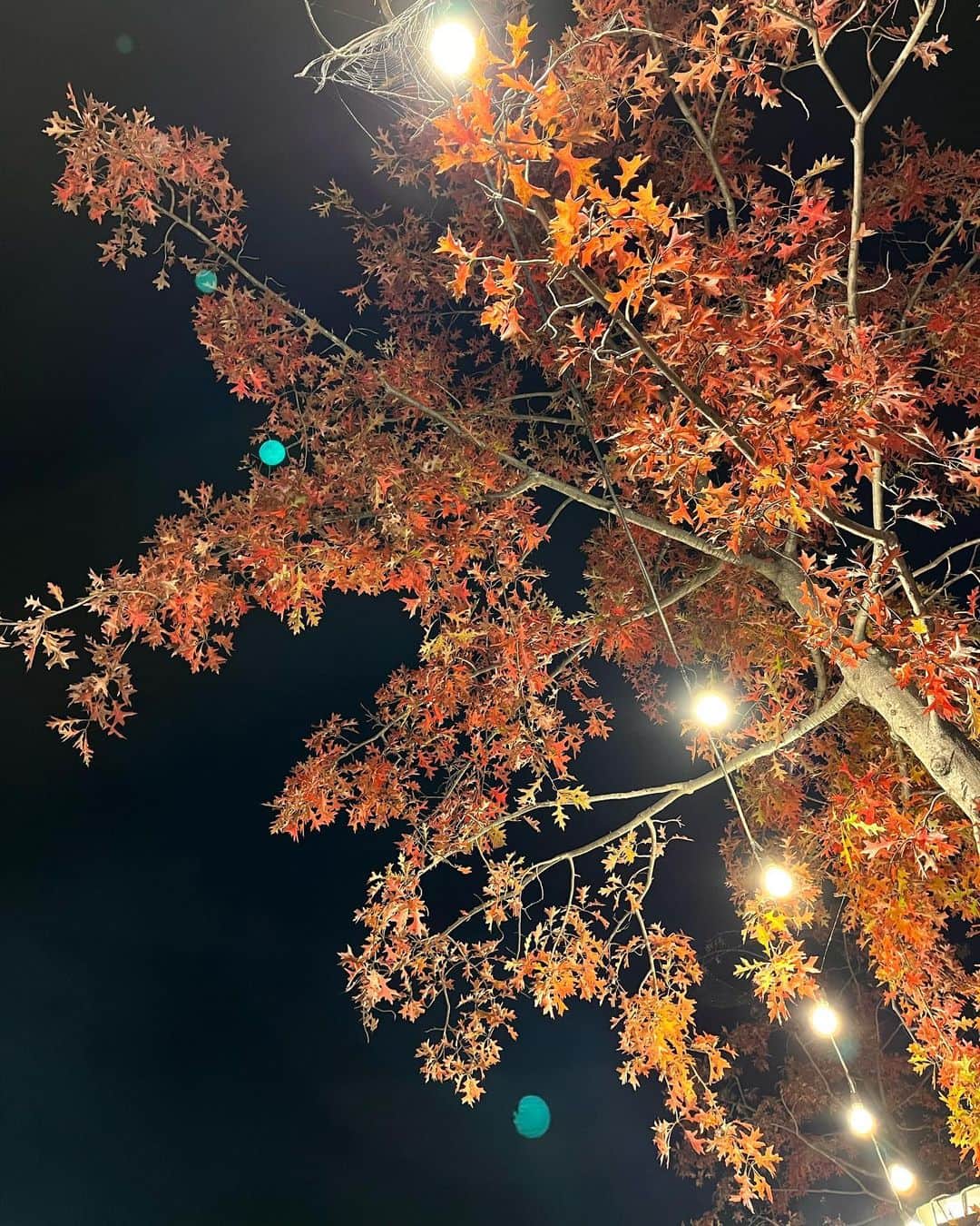 ソヨン さんのインスタグラム写真 - (ソヨン Instagram)「. #가을 , #불멍 #캠핑 👫🏻🏕️🍂☕️  빨리 가자… 집에 개들 기다린다…」10月21日 11時37分 - melodysoyani