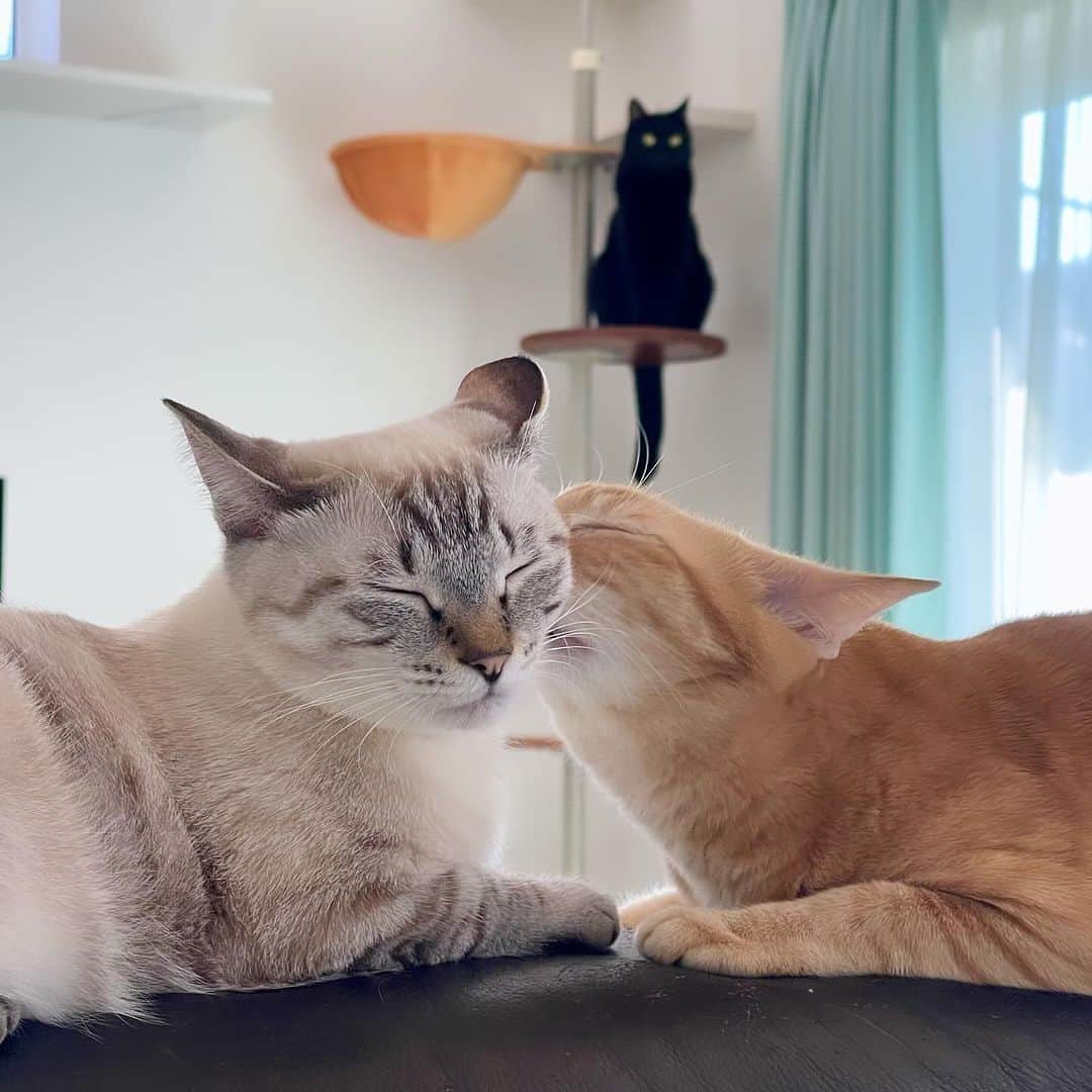 田中要次のインスタグラム：「#猫Kumako #猫Chai #猫Guri #Bo_nyans #猫のいる暮らし」