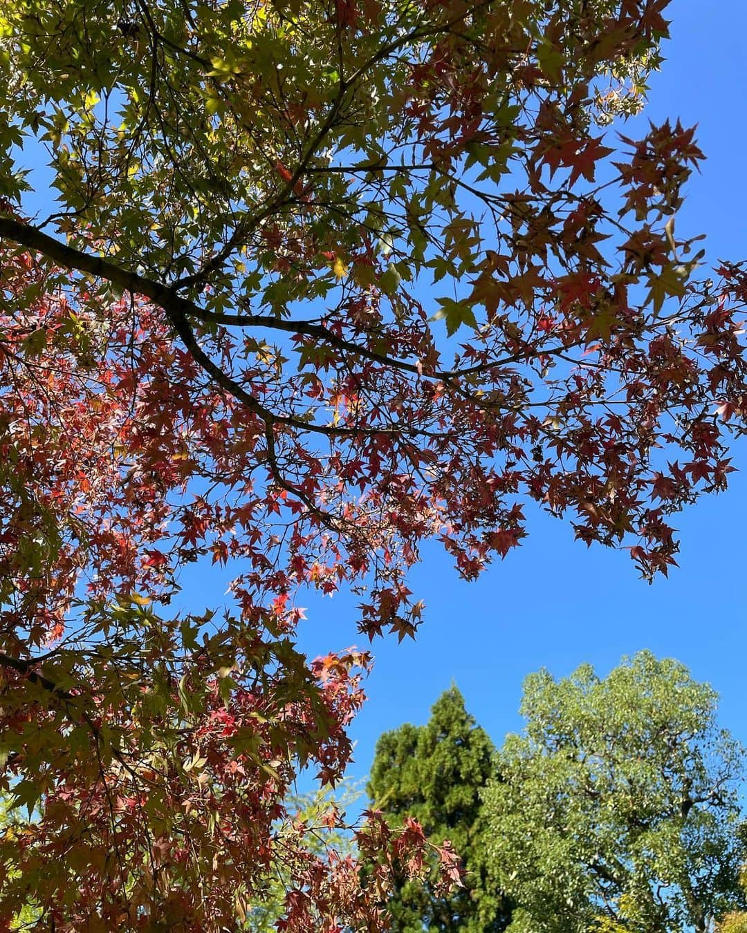 摩耶裕さんのインスタグラム写真 - (摩耶裕Instagram)「. . 紅葉はまだですね🍁 でもお天気良くて気持ちよかったです🍃  #永観堂  #永観堂の紅葉」10月21日 11時44分 - yutaka__maya